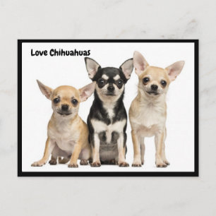 Love Chihuahuas briefkaart