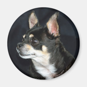 Love Chihuahuas Magneet
