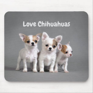 Love Chihuahuas Muismat