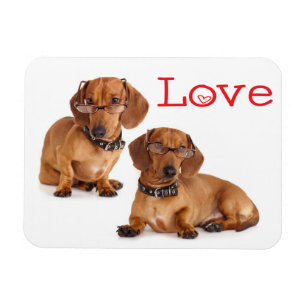 Love Dachshund Puppy Dog Fridge Magnet Magneet