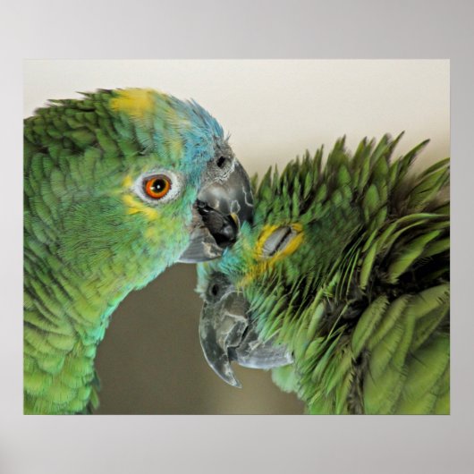 Love forever - cute parrots poster (Voorkant)