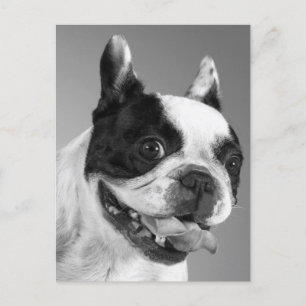 Love French Bulldog Puppy Dog Post Card Briefkaart