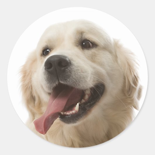 Love Golden Retriever Puppy Dog Stickers (Voorkant)