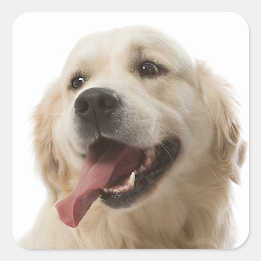 Love Golden Retriever Puppy Dog Stickers (Voorkant)