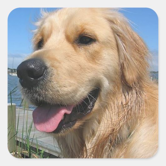 Love Golden Retriever Puppy Dog Stickers (Voorkant)