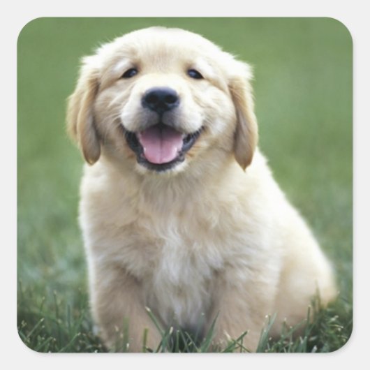Love Golden Retriever Puppy Dog Stickers (Voorkant)