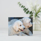 Love Goldendoodles Briefkaart (Staand voorkant)