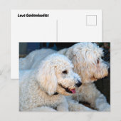 Love Goldendoodles Briefkaart (Voorkant / Achterkant)