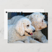 Love Goldendoodles Briefkaart (Voorkant / Achterkant)