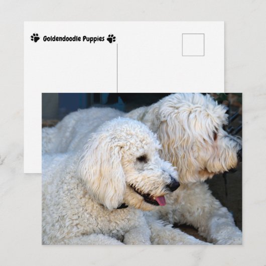 Love Goldendoodles Briefkaart (Voorkant / Achterkant)