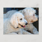 Love Goldendoodles Briefkaart (Voorkant)