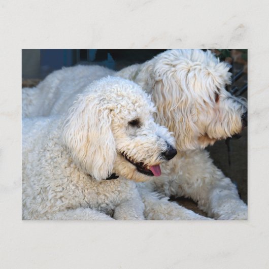 Love Goldendoodles Briefkaart (Voorkant)