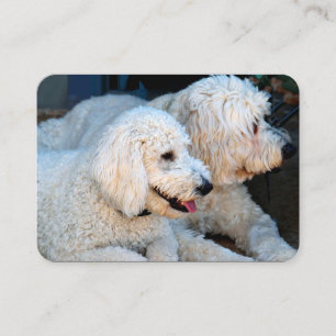 Love Goldendoodles Visitekaartje