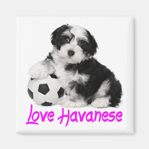 Love Havanese Puppy Dog Magneet
