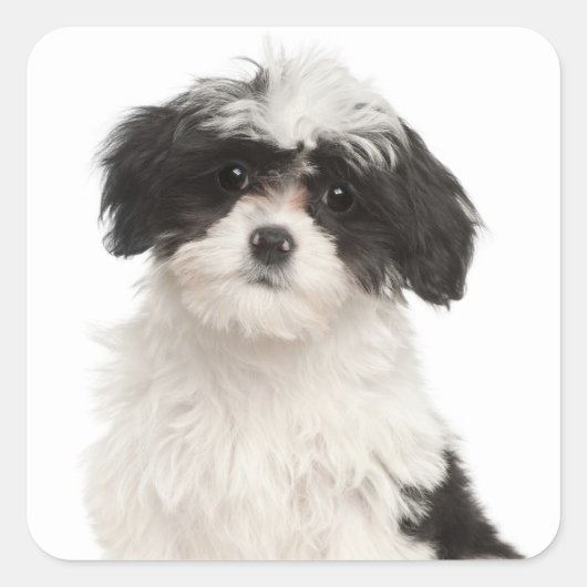 Love Havanese Puppy Dog Stickers Seal (Voorkant)