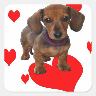 Love (Hearts) Dachsies - Dachshund Vierkante Sticker