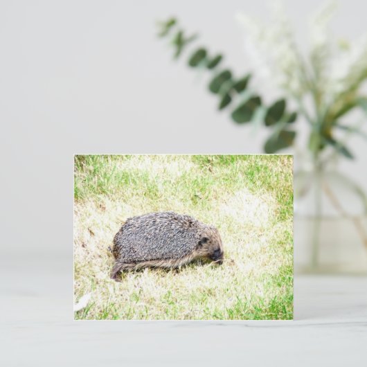 Love Hedégs Briefkaart (Staand voorkant)