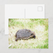 Love Hedégs Briefkaart (Voorkant / Achterkant)