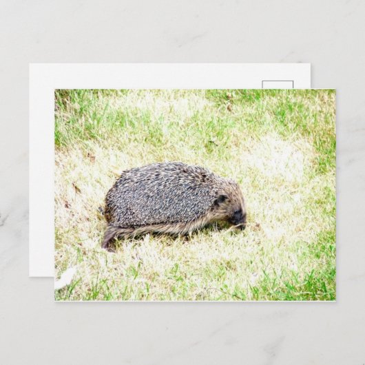 Love Hedégs Briefkaart (Voorkant / Achterkant)