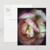<Love is a Rose>van Nathan Griffith Briefkaart (Voorkant / Achterkant)