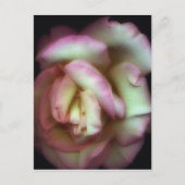 <Love is a Rose>van Nathan Griffith Briefkaart (Voorkant)