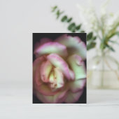 <Love is a Rose>van Nathan Griffith Briefkaart (Staand voorkant)