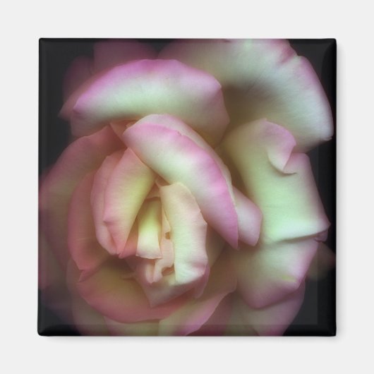 <Love is a Rose>van Nathan Griffith Magneet (Voorkant)