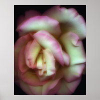 <Love is a Rose>van Nathan Griffith