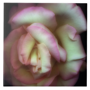 <Love is a Rose>van Nathan Griffith Tegeltje
