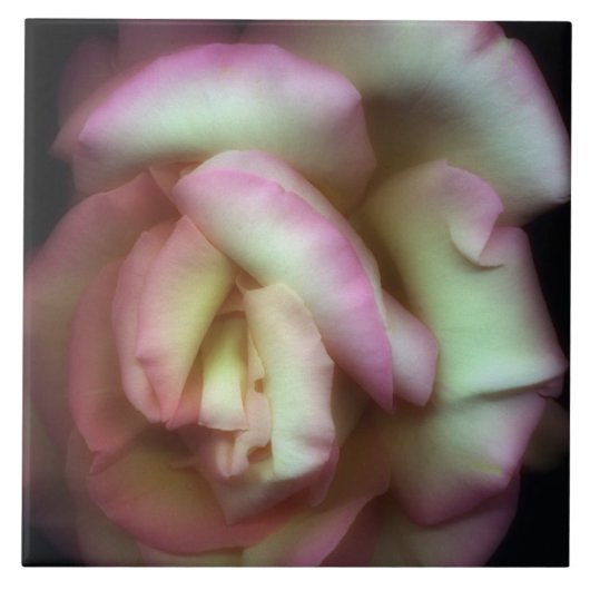 <Love is a Rose>van Nathan Griffith Tegeltje (Voorkant)