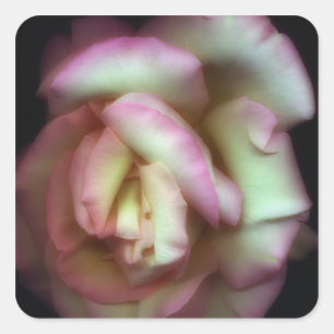 <Love is a Rose>van Nathan Griffith Vierkante Sticker