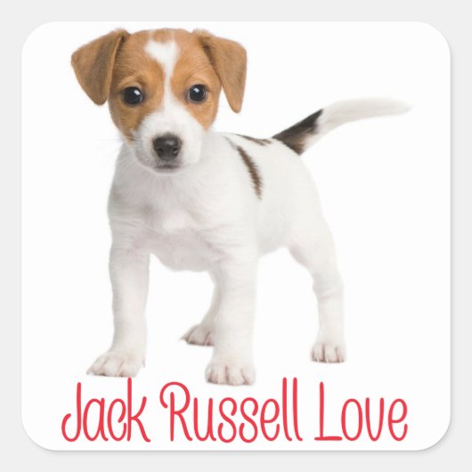 Love Jack Russell Terrier Puppy Dog Vierkante Sticker (Voorkant)