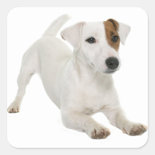 Love Jack Russell Terrier Puppy Hond Wit Bruin Vierkante Sticker