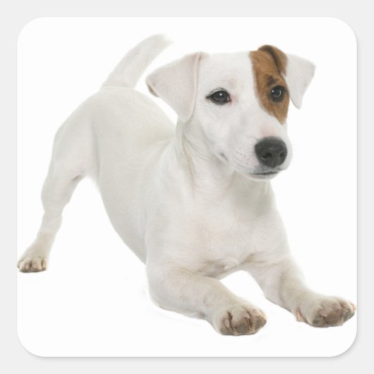 Love Jack Russell Terrier Puppy Hond Wit Bruin Vierkante Sticker (Voorkant)