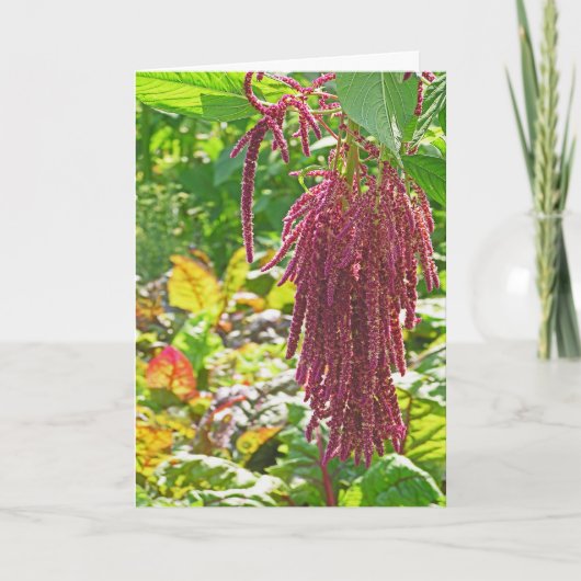 "LOVE LIES BLEEDING" (AMARANTHUS CAUDATUS) PLANT KAART (Voorkant)