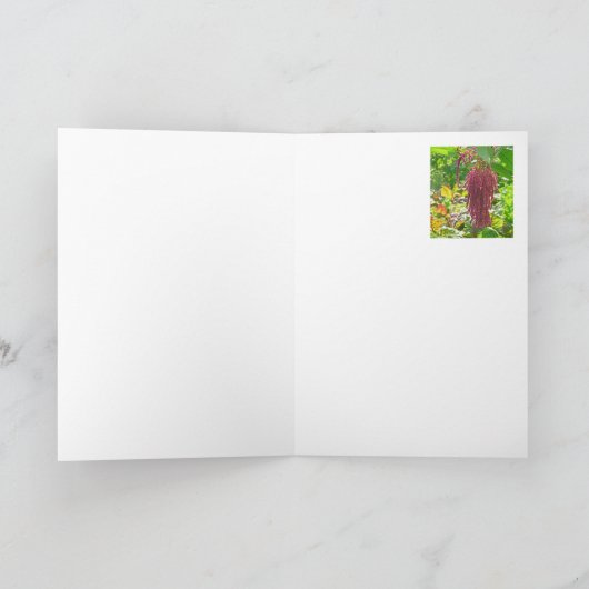 "LOVE LIES BLEEDING" (AMARANTHUS CAUDATUS) PLANT KAART (Binnen)