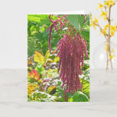 "LOVE LIES BLEEDING" (AMARANTHUS CAUDATUS) PLANT KAART (Gele Bloem)