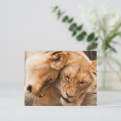 Love Lions knuffelen dieren in het wild Briefkaart (Staand voorkant)