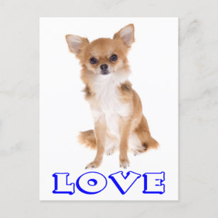 Love Long Hair Chihuahua Puppy Dog Post Card Briefkaart