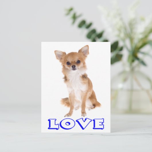 Love Long Hair Chihuahua Puppy Dog Post Card Briefkaart (Staand voorkant)