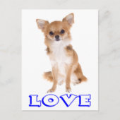 Love Long Hair Chihuahua Puppy Dog Post Card Briefkaart (Voorkant)