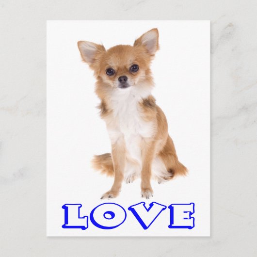 Love Long Hair Chihuahua Puppy Dog Post Card Briefkaart (Voorkant)