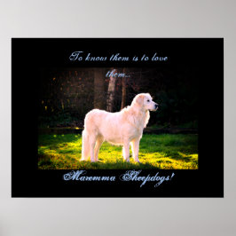 Love Maremma sheepdogs II Poster