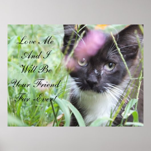 Love Me Kitten Poster (Voorkant)