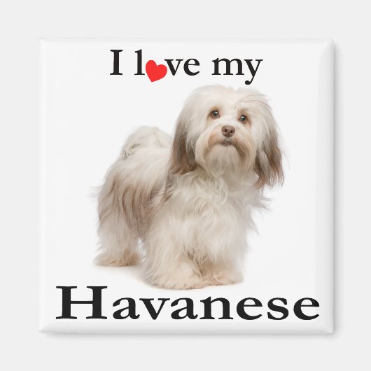 Love My Havanese Magnet (Voorkant)