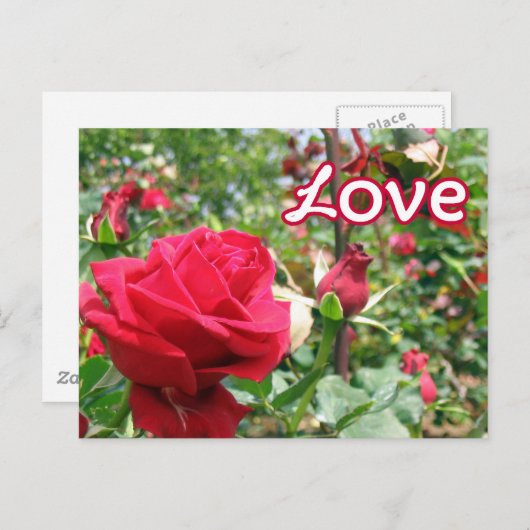 Love Note Rozen Briefkaart (Voorkant / Achterkant)