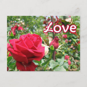Love Note Rozen Briefkaart
