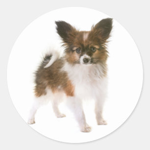 Love Papillon Puppy Dog Hallo, Denking You Ronde Sticker
