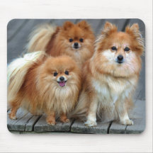 Love Pomeranian Puppy Dog Mousepad