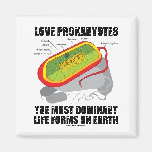 Love Prokaryotes most Dominant Life Forms on Earth Magneet (Voorkant)